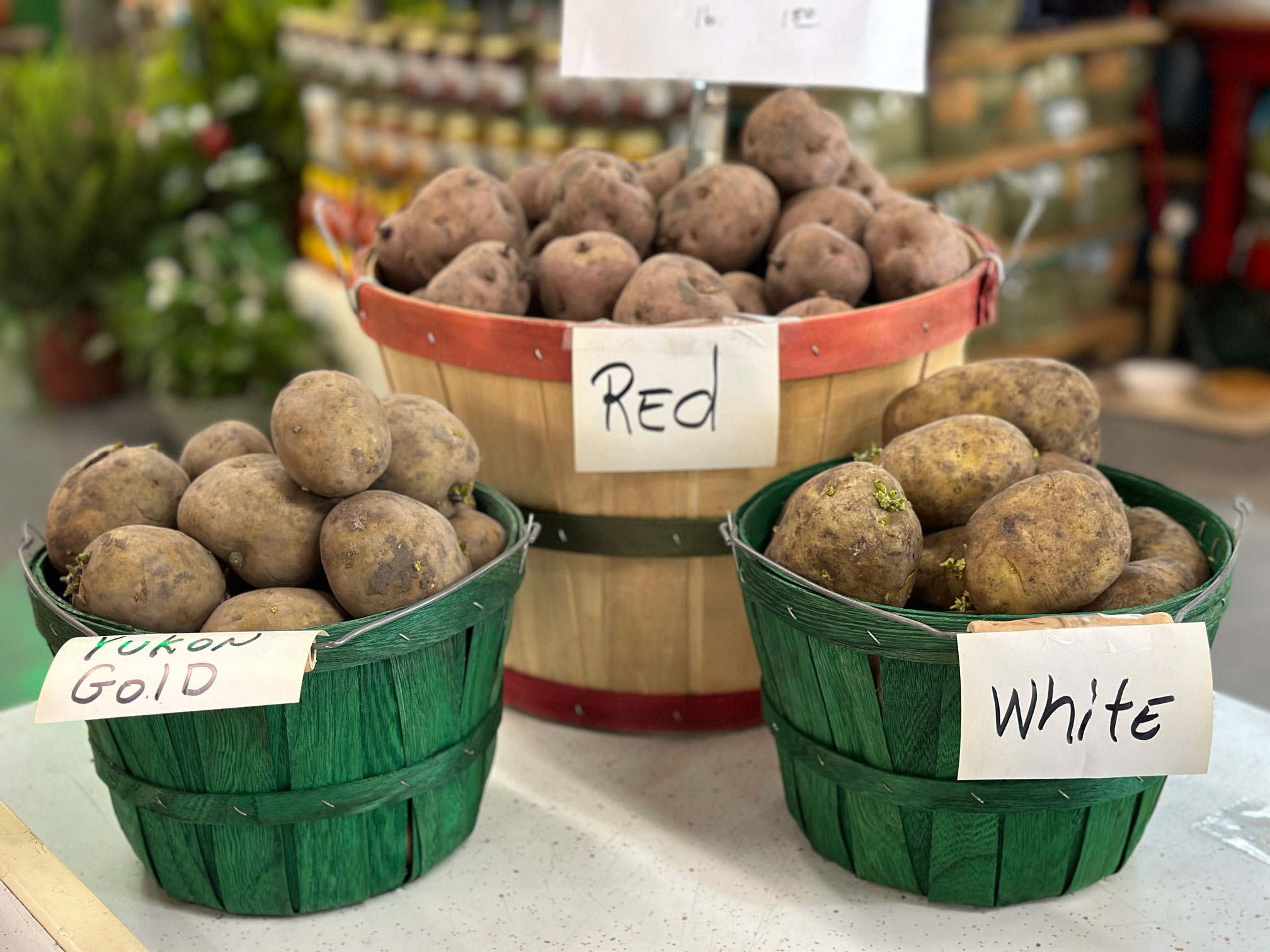 Spring at Pennington