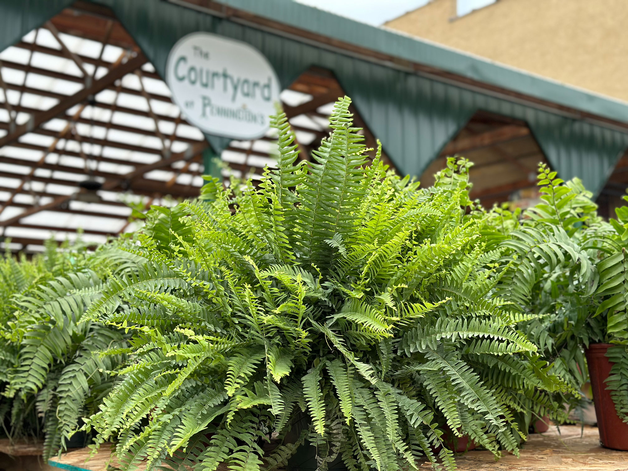 Spring at Pennington