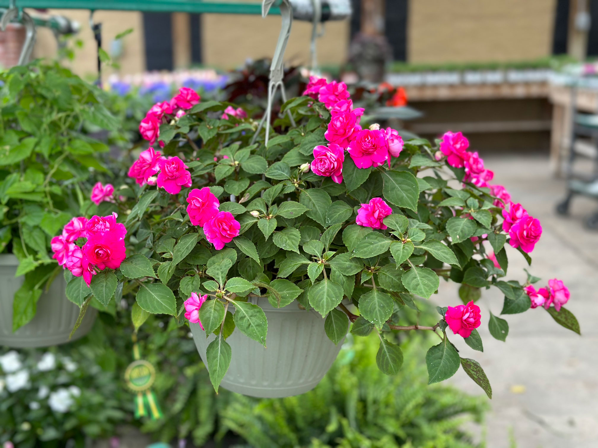 Spring at Pennington