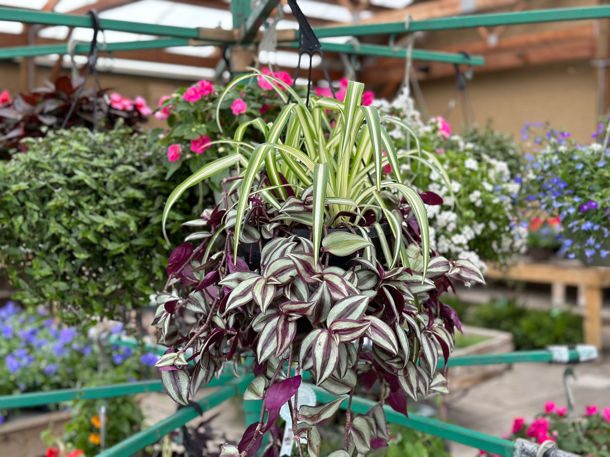 Spring at Pennington