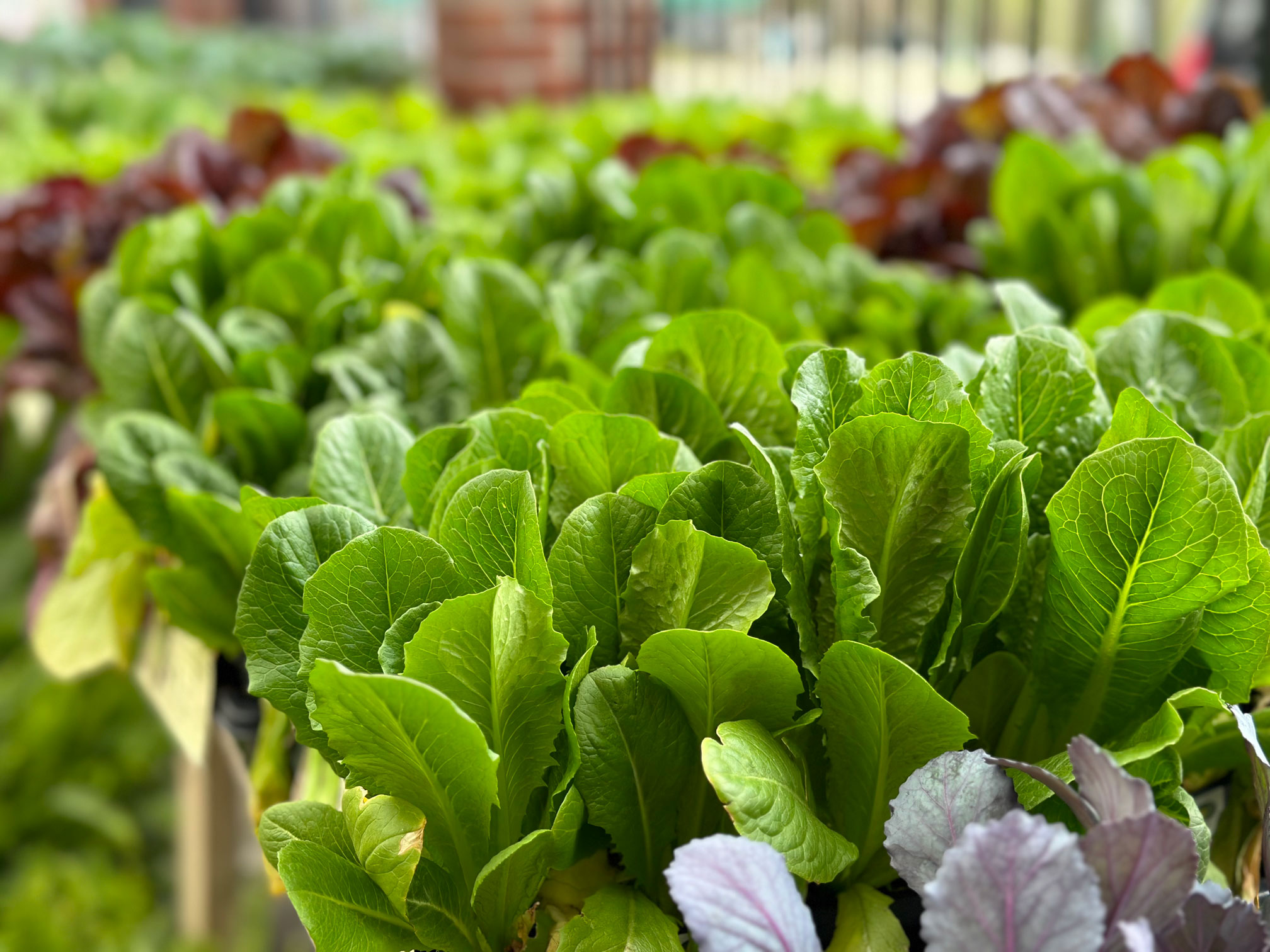 Spring at Pennington